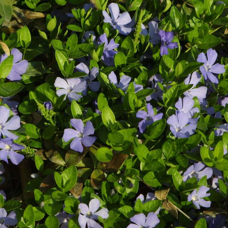 Immergrün Vinca minor blau