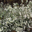 Aster ericoides 'Monte Cassino': Bild 5/5