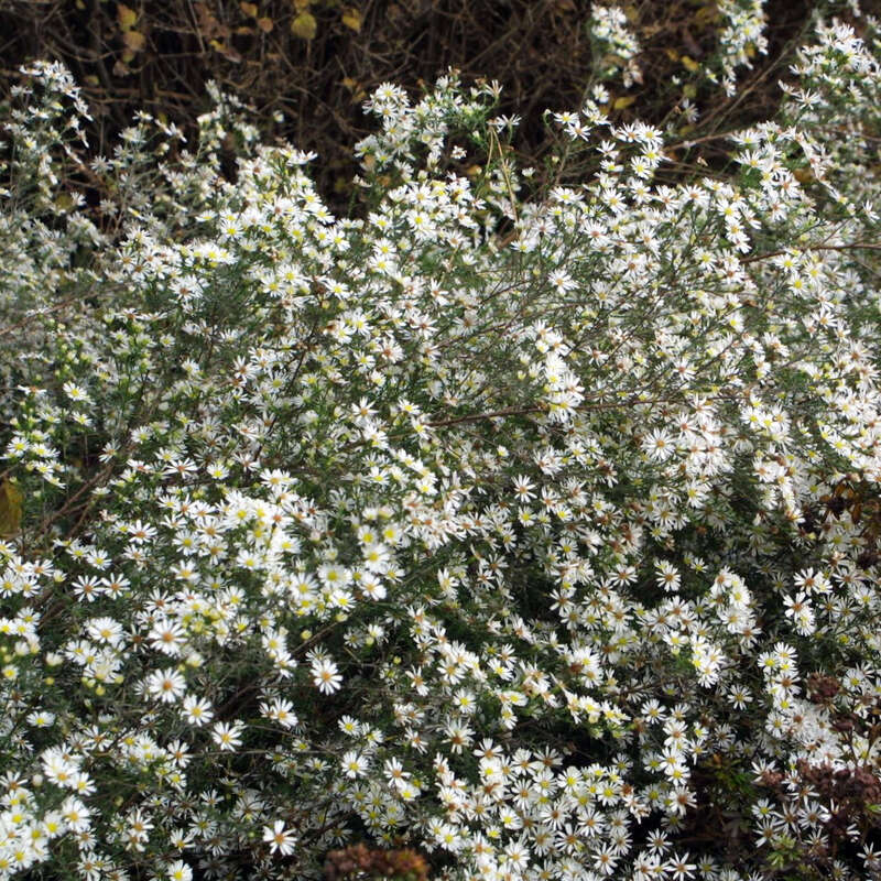 Aster - Aster ericoides &amp;#39;Monte Cassino&amp;#39; - weiß