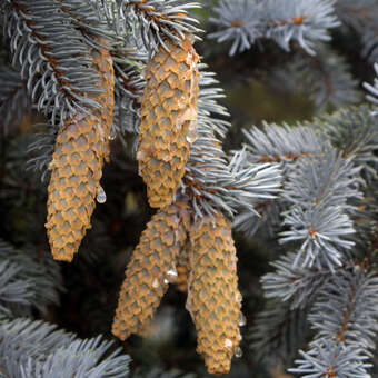 Picea pungens 'Hoopsii'