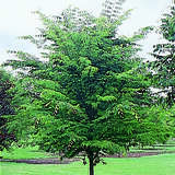 Zelkova serrata 'Green Vase' - Zelkove