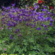 Aquilegia alpina: Bild 2/6