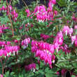 Dicentra spectabilis: Bild 4/6