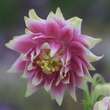 Aquilegia vulgaris 'Nora Barlow': Bild 2/4
