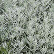 Artemisia ludoviciana 'Silver Queen': Bild 3/5