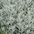 Artemisia ludoviciana'Silver Queen': Bild 3/5