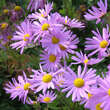 Chrysanthemum rub. 'Clara Curtis': Bild 2/5