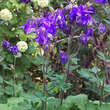 Aquilegia alpina: Bild 6/6