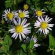 Aster ageratoides 'Asran': Bild 2/6