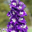 Delphinium cult. 'King Arthur': Bild 3/3