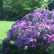 Aster novae-angliae 'Barr's Blue': Bild 3/3