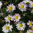 Chrysanthemum kor. 'Hebe': Bild 3/3