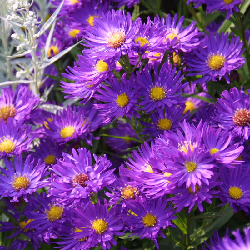 GlattblattAster Aster novibelgii 'Sailor Boy' violett
