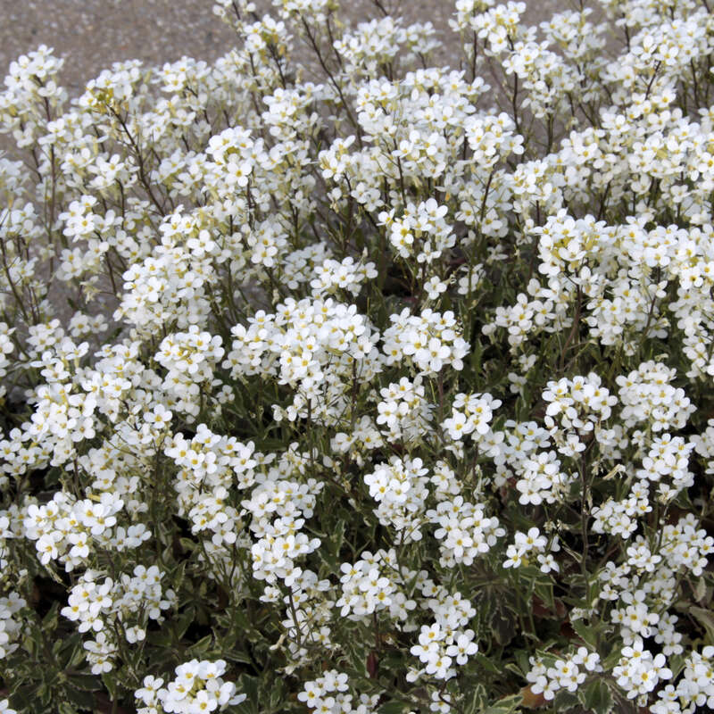 knstlicher rasen fr garten Kunstrasen Marbella | Hhe: 26 mm