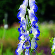 Aconitum cammarum 'Bicolor': Bild 3/7