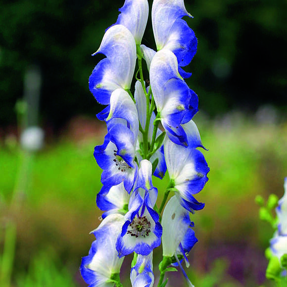 Eisenhut - Aconitum cammarum ‘Bicolor’ - blau