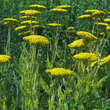 Achillea filip. 'Parker's Variety': Bild 3/3