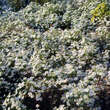 Aster ericoides 'Monte Cassino': Bild 4/5