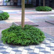 Pachysandra terminalis: Bild 5/8