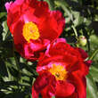 Paeonia lactifl. 'Scarlett O'Hara': Bild 7/8