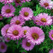 Aster n.a. 'Alma Pötschke': Bild 2/7