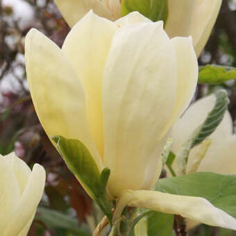 Magnolia 'Yellow Lantern'