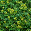 Corydalis lutea: Bild 8/8