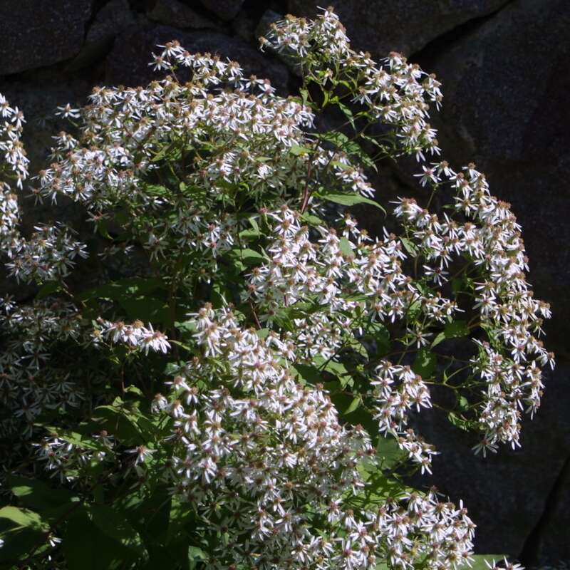 Waldaster - Aster divaricatus - weiß
