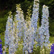 Delphinium Pacific Hybr. 'Summer Skies': Bild 3/4