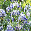 Aconitum cammarum 'Bicolor': Bild 4/7