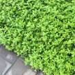 Pachysandra terminalis: Bild 8/8