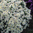 Aster dumosus 'Kristina': Bild 3/3