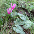 Cyclamen hederifolium: Bild 5/5