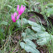 Cyclamen hederifolium: Bild 5/5