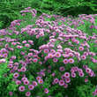 Aster n.a. 'Alma Pötschke': Bild 6/7