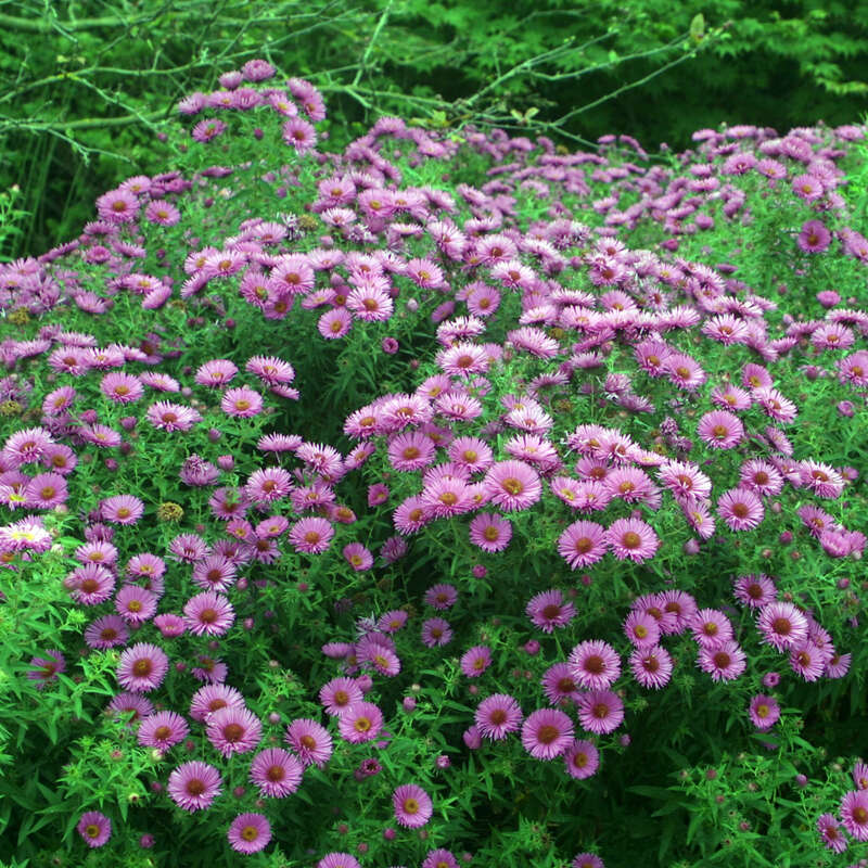 RaublattAster Aster novaeangliae 'Alma Pötschke' rot