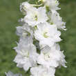 Delphinium cult. 'Galahad': Bild 1/3