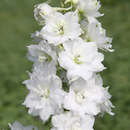 Delphinium Pacific Hybr. 'Galahad' - Rittersporn