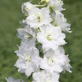 Delphinium cult. 'Galahad' - Rittersporn