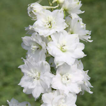 Delphinium cult. 'Galahad'