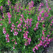 Penstemon 'Red Rocks': Bild 2/7