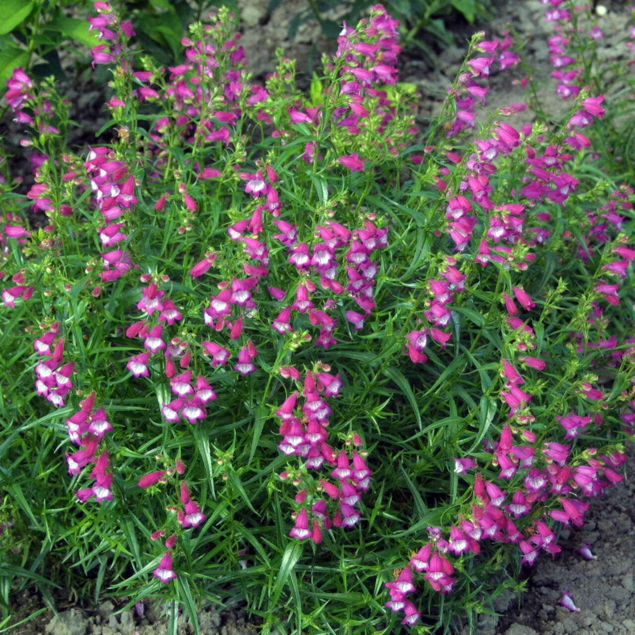 Bartfaden - Penstemon 'Red Rocks' - rosa