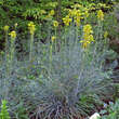 Asphodeline lutea: Bild 4/4