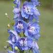 Delphinium cult. 'Summer Skies': Bild 1/4