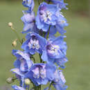 Delphinium Pacific Hybr. 'Summer Skies' - Rittersporn