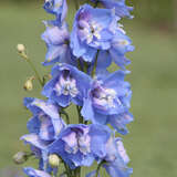 Delphinium cult. 'Summer Skies' - Rittersporn