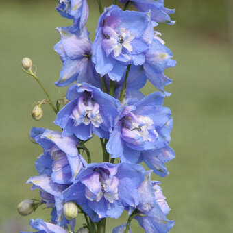 Delphinium cult. 'Summer Skies'