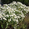 Aster n.a. 'Herbstschnee': Bild 5/5