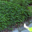 Pachysandra terminalis: Bild 4/8