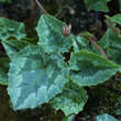 Cyclamen hederifolium: Bild 2/5